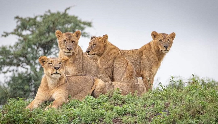 2 days tanzania safari