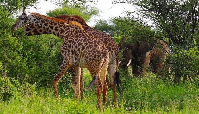 4 days tanzania safari